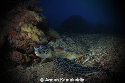 Lonely Turtle by Azman Kamaluddin 